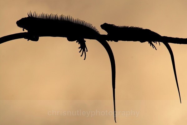  - Reptiles and Amphibians