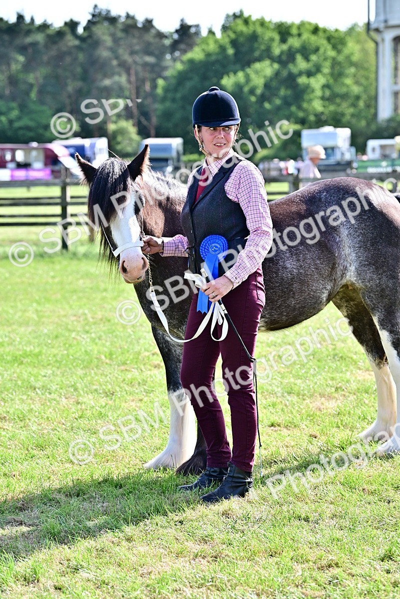 SBM_10058 - Class 63-65 - Traditional Gypsy Cobs In Hand & Ridden