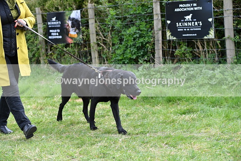 WJ5_9464 - Class 3 Most Handsome Dog