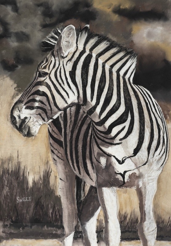 Zebra in Charcoal - Paintings