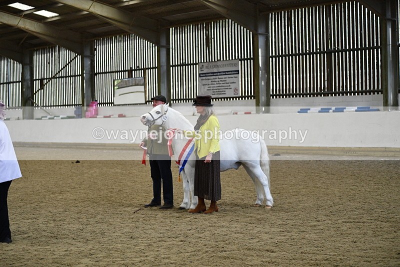 WJ5_5761 - Morning in hand Championship