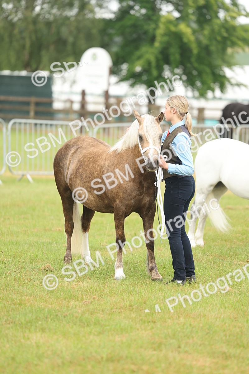 SBM_01603 - Class 50-57 - M&M Welsh Pony In Hand