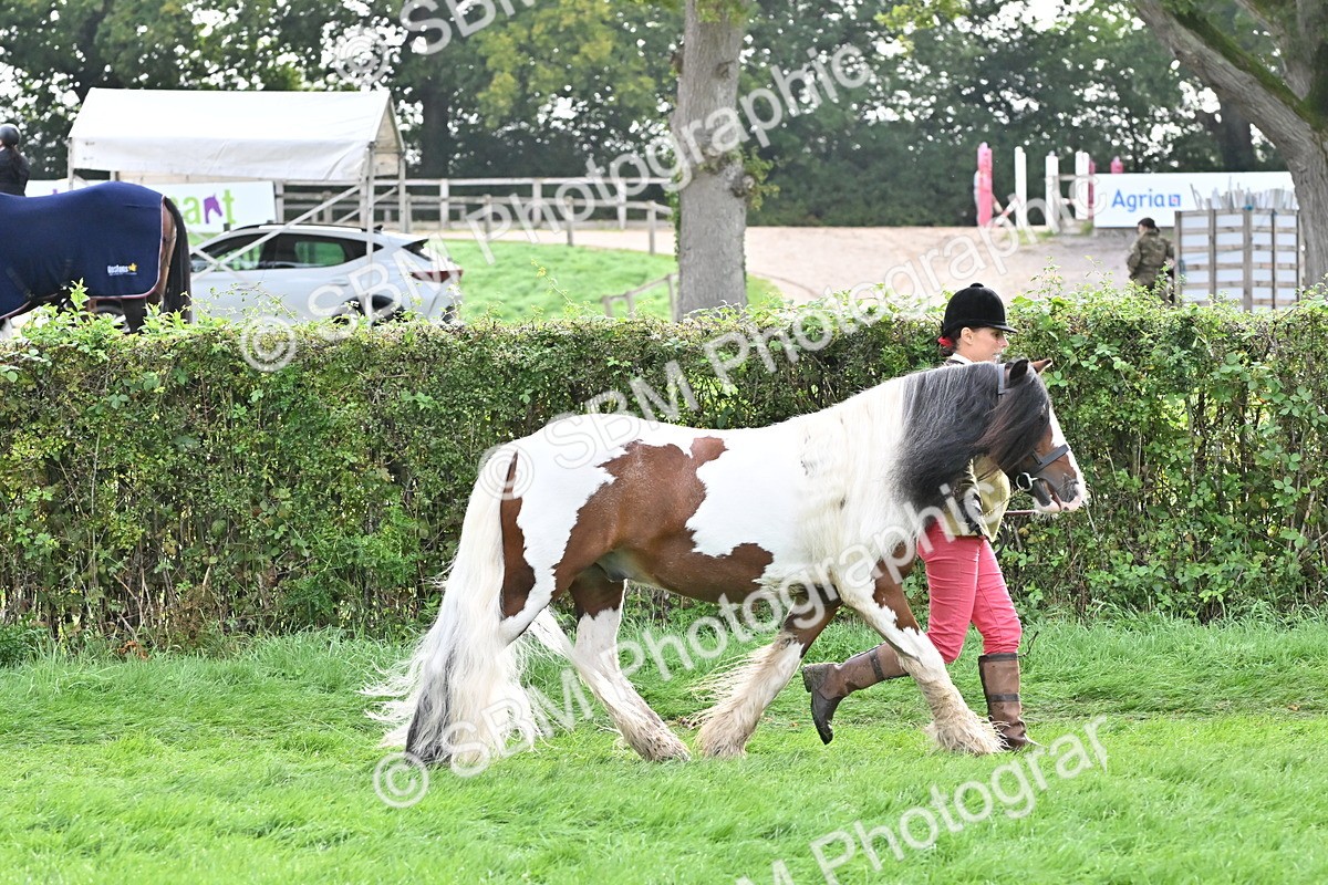 SBM_56922 - S45 - Coloured Pony In Hand
