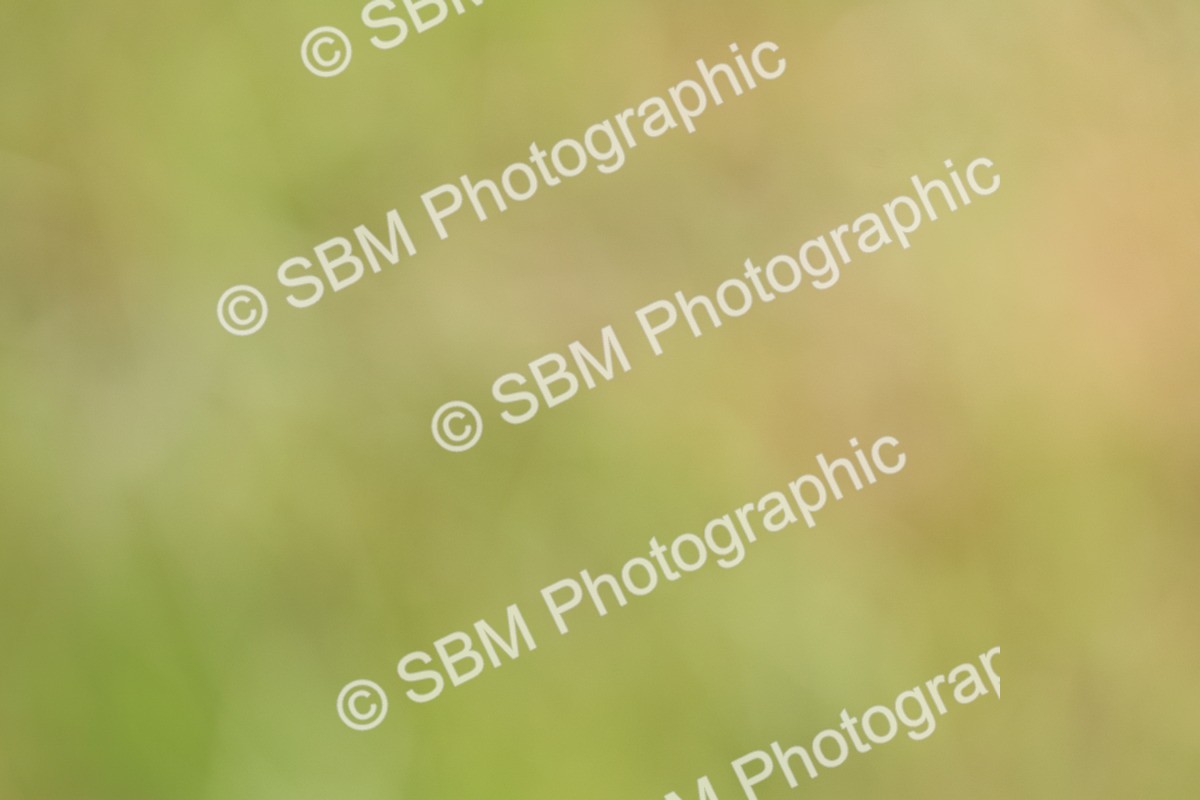 SBM_09702 - Class 44-45 - LIHS BSPS Open Nursery and Cradle Stakes