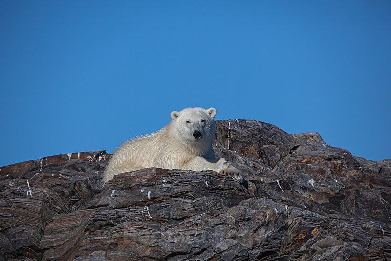 Polar bear  7856 - Trip with MS Expedition August 2016
