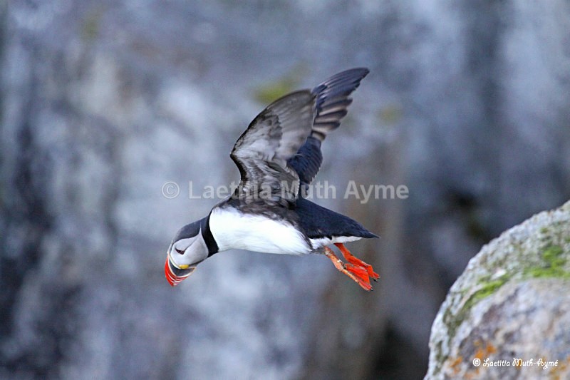 IMG_2385 Svalbard - Birds