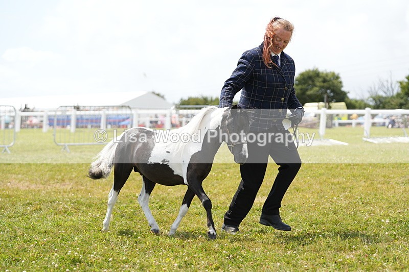 DSC06764 - Class 58: Coloured Pony Youngstock