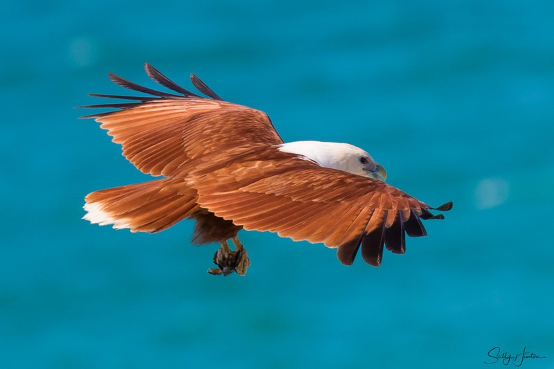 Brahminy Kite with Crab 1