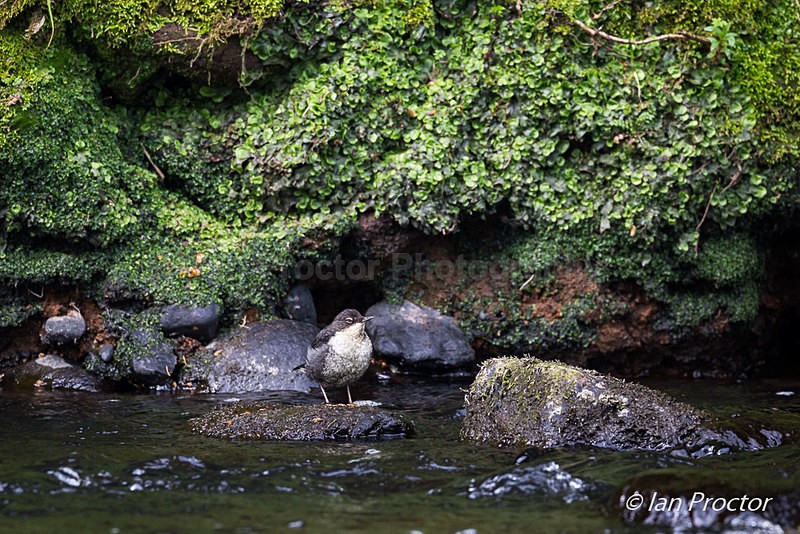 Juvenile Dipper (Cinclus cinclus) on River Maine, Ballymena, Cou - Nature