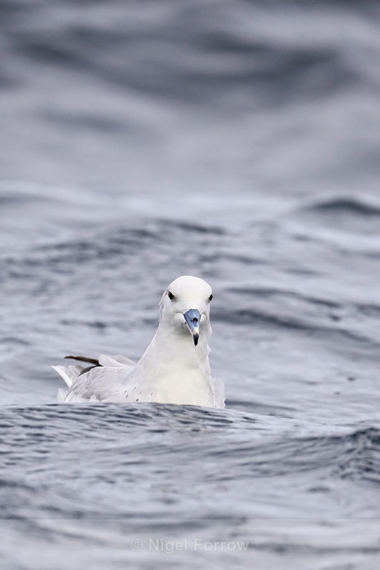 Southern Fulmar, off Cape Point, South Africa - Southern Fulmar