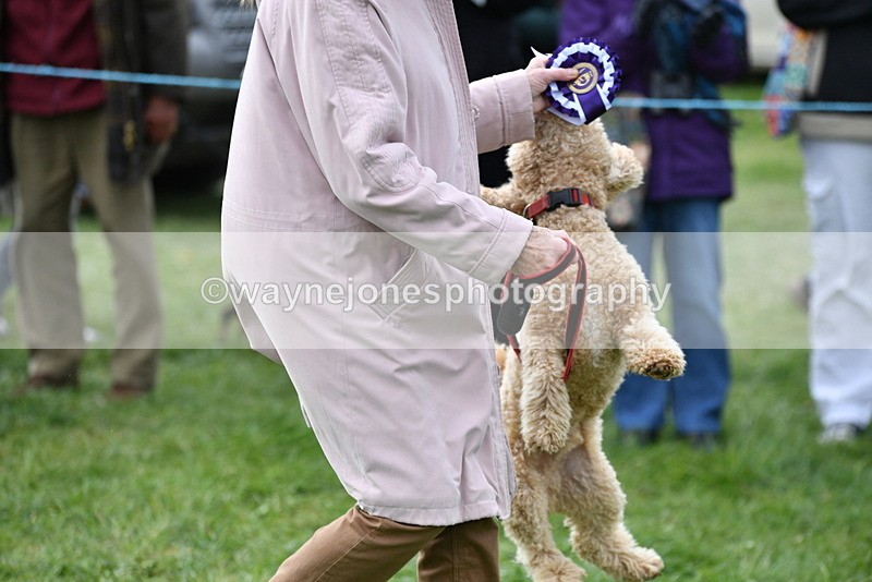 WJ5_9435 - Class 1 Best Cross Breed / Heniz 57