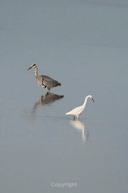 Grey Heron and Little Egret,County Louth - Birds