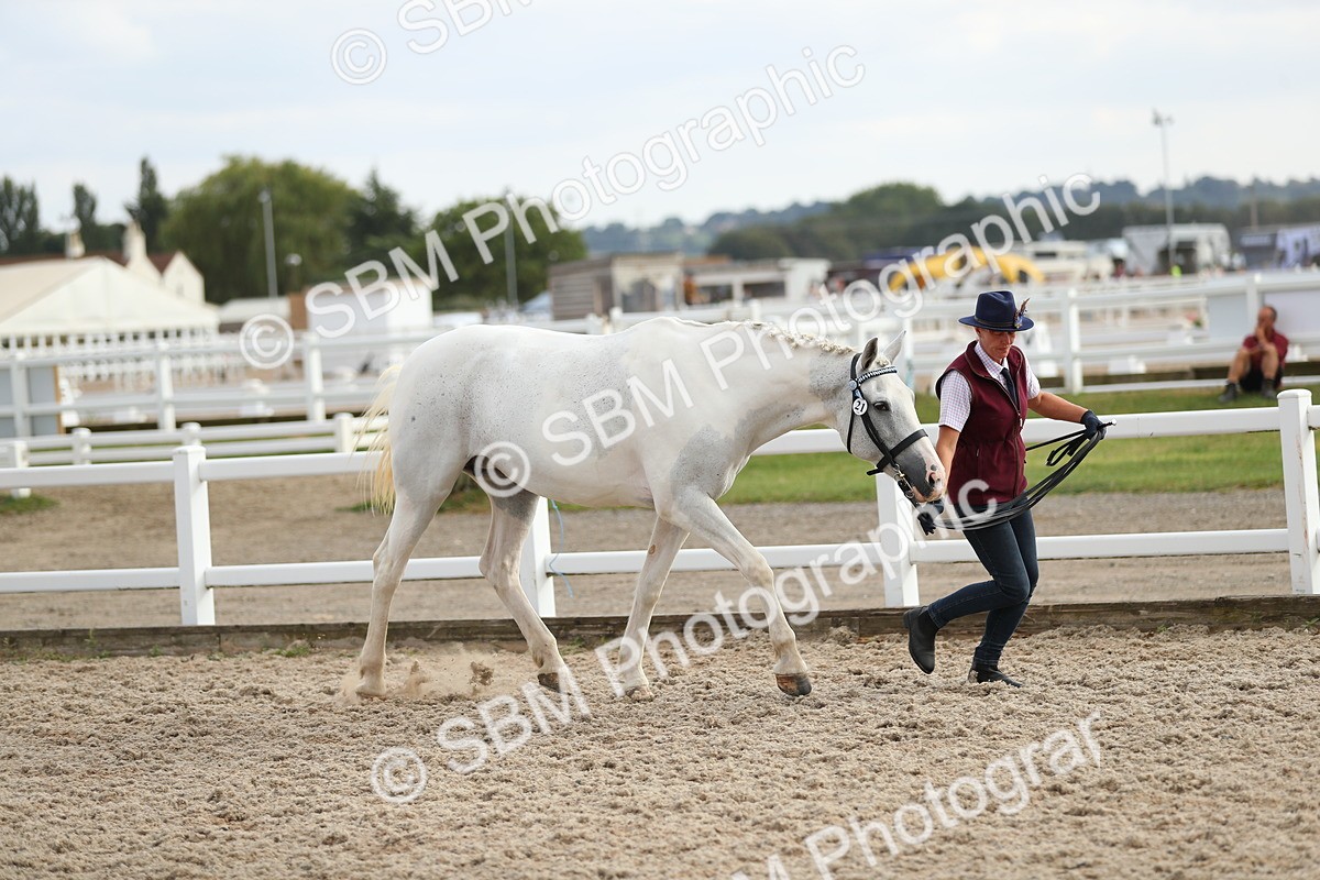 SBM_08554 - Class 28 - IH Veteran Horse