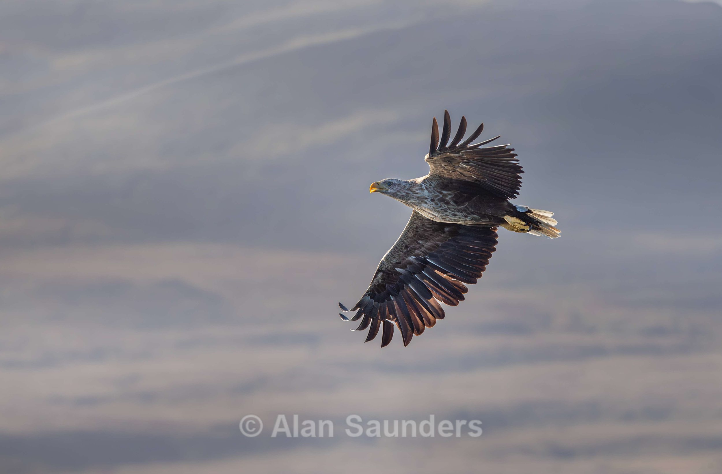 White Tailed Eagle 37