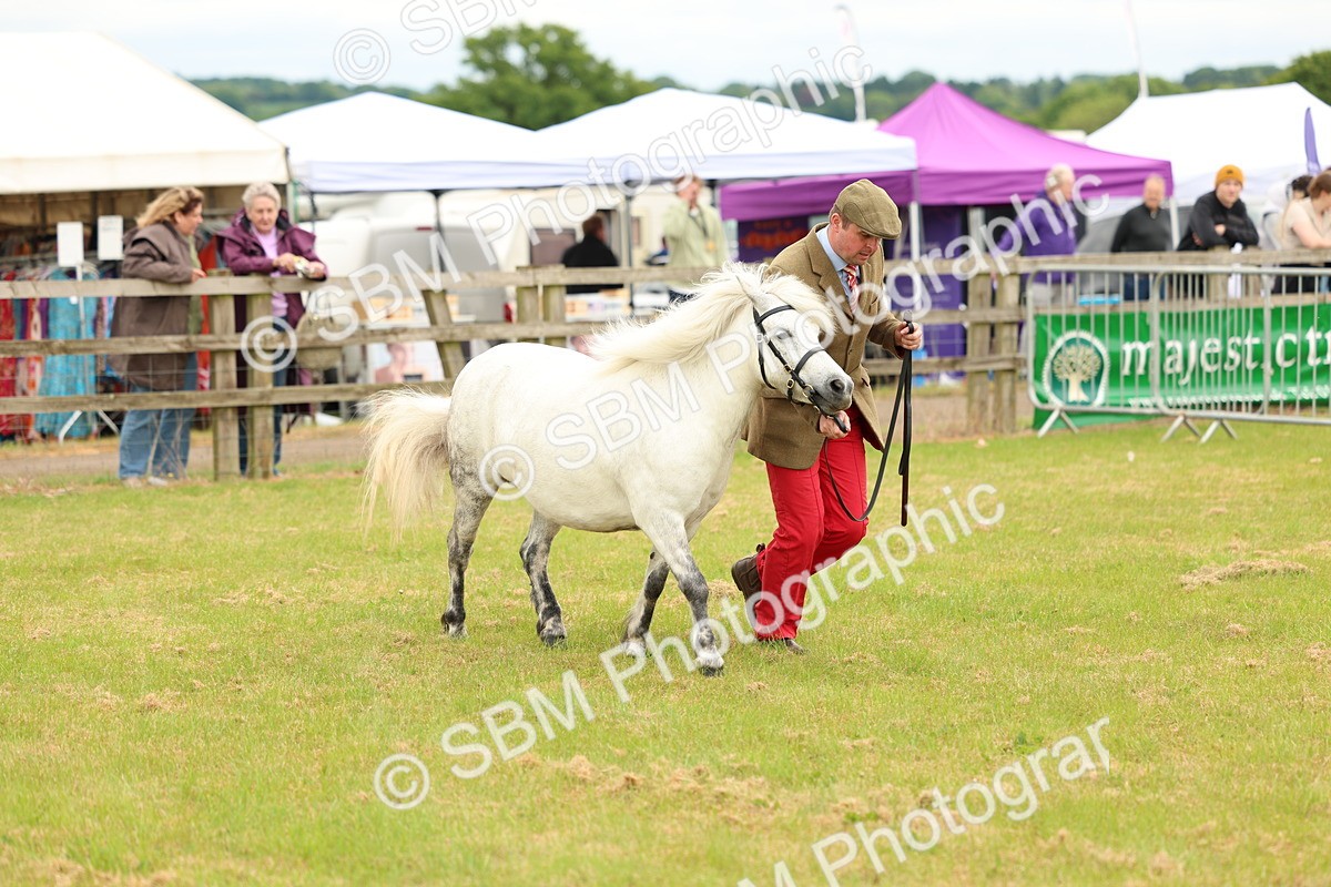 SBM_04369 - Class 64-67 - Shetland Pony In Hand