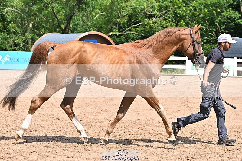 240718A-105250-01212 - Trot Up 12pm to 1pm