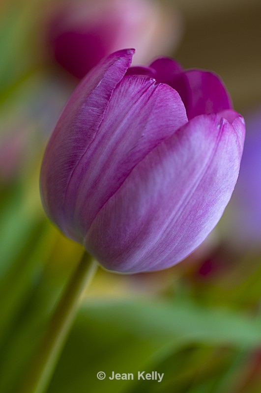 Flower - 6689 - Purple