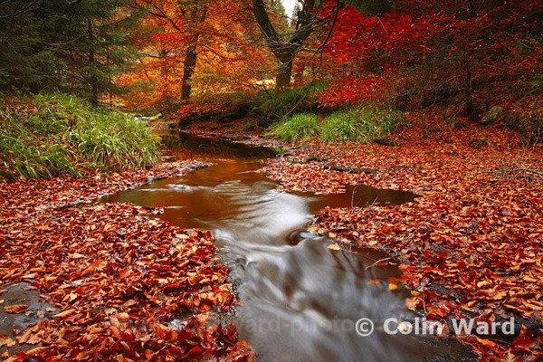 Autumn Hamsterly.Ref 4643 - County Durham