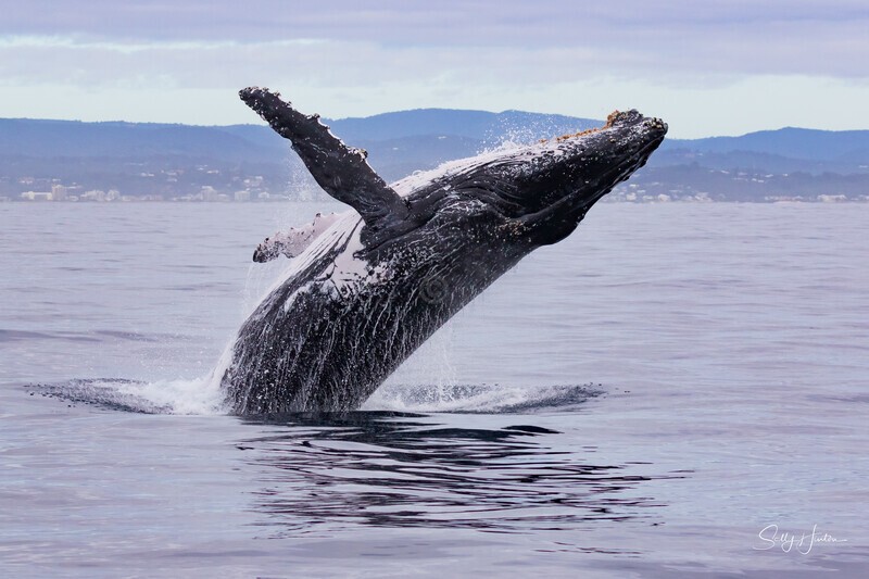 0A3A6102. Breach in Glassy Water 2 - 2023 Whale Photos
