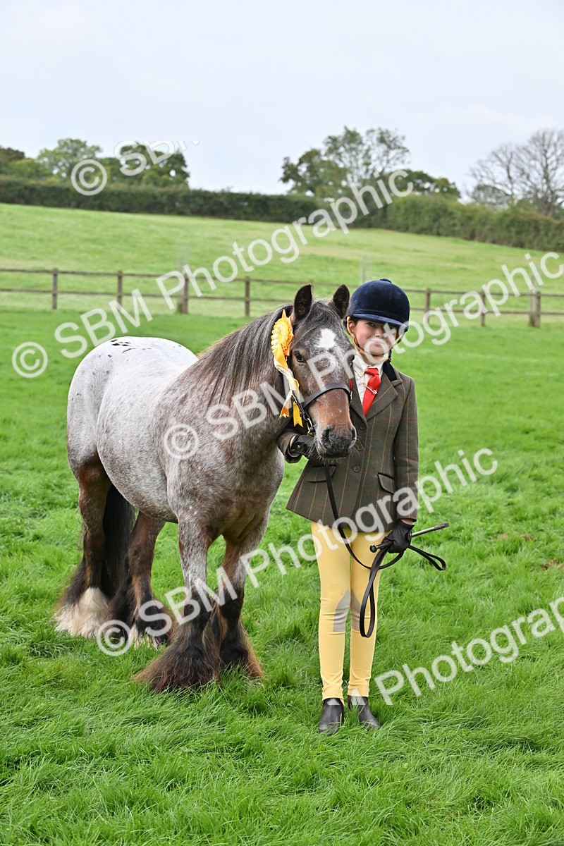 SBM_56990 - S45 - Coloured Pony In Hand