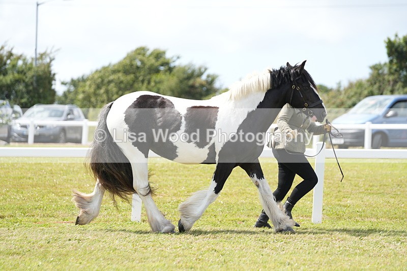 DSC07077 - Class 61: Coloured Horse 4yrs & Over