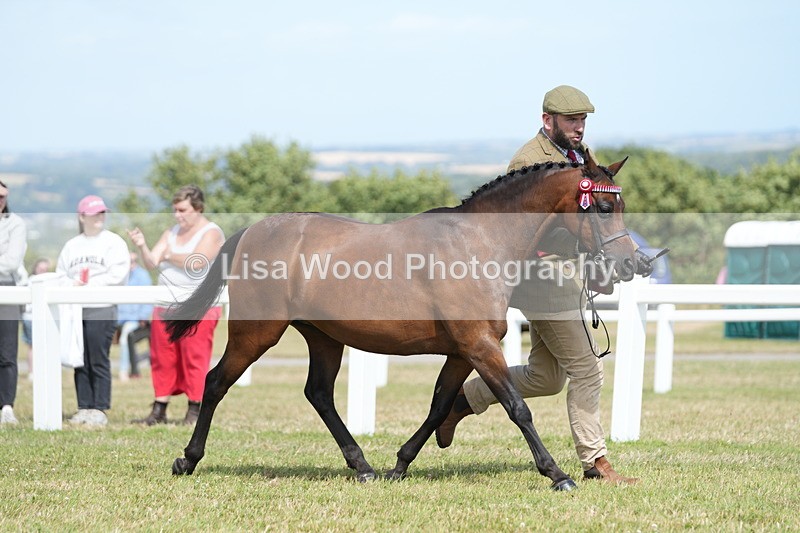 DSC07497 - Pony Breeding Championship