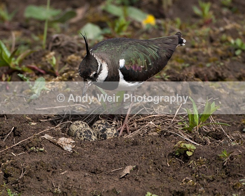 20100501-WE 276 - Woolston Eyes Nature Reserve