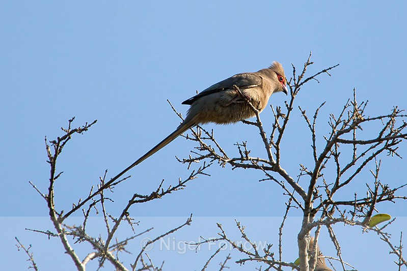 Red-faced Mousebird perched at the top of a tree - Red-faced Mousebird