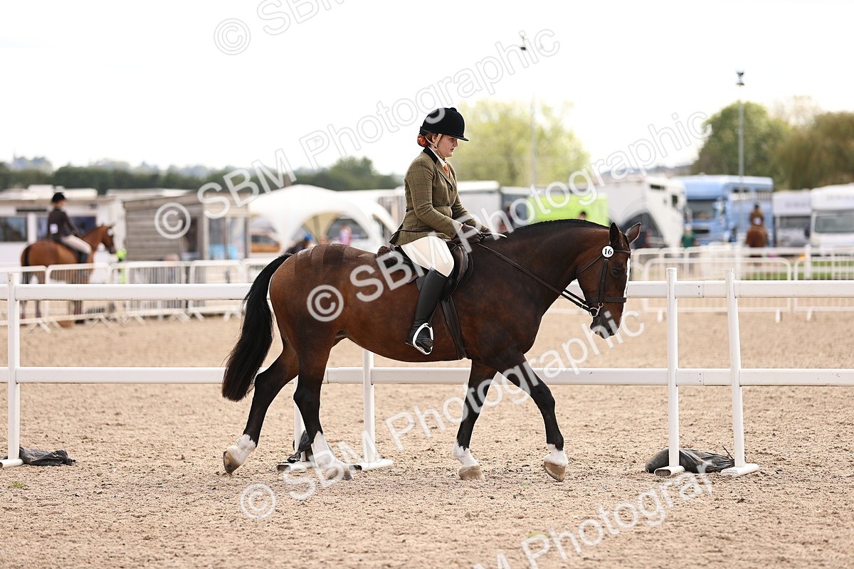 SBM_16122 - Class 420 - Horse-Pony Judge would most like to take home (IH or Ridden) Jnr