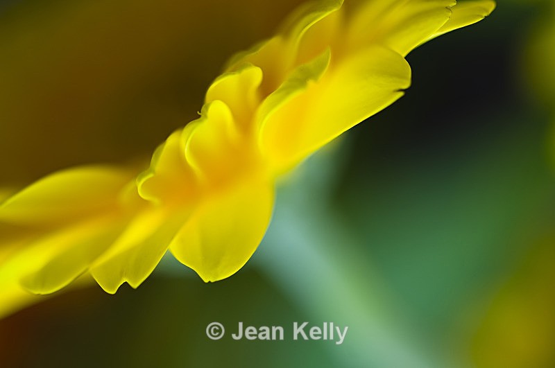 Flower - 2470 - Yellow