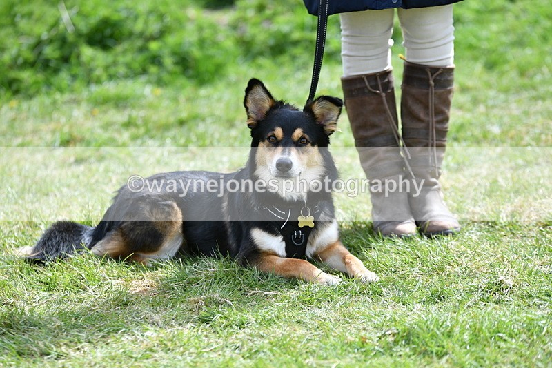 WJ5_9797 - Class 3 Most Handsome Dog