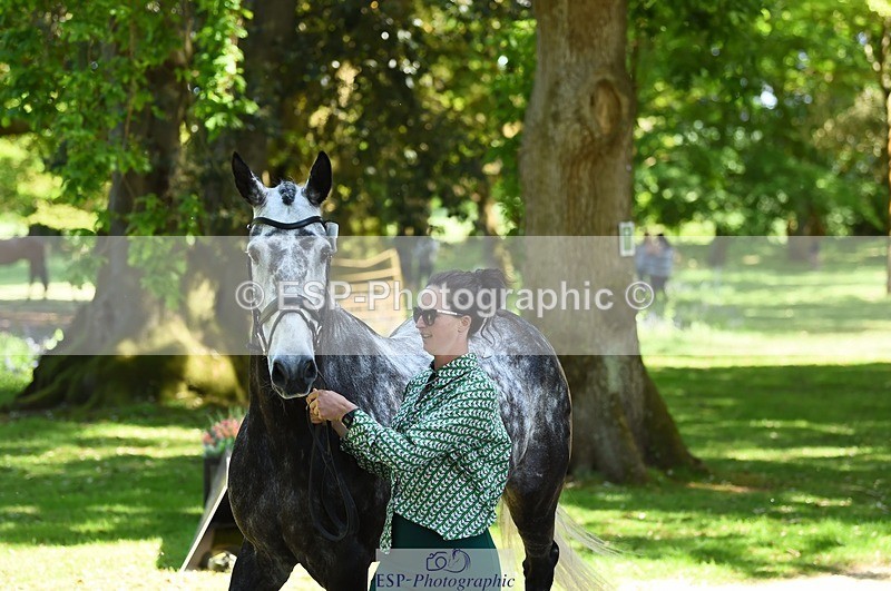 230524-151238-00134 - 311-BALLYCOSKERRY_REGAL_DIAMOND-Hollie_Swain-WEDTrotUp+DR