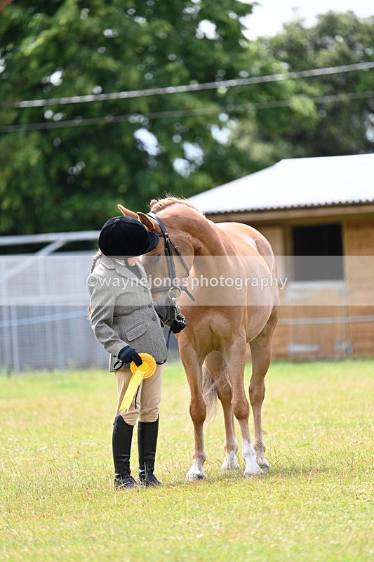 WJ7_6695 - Class 5 Handsome Gelding in hand