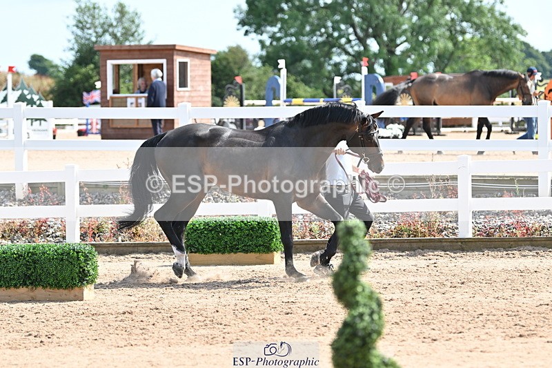 240717A-153625-02911 - Trot Up 3pm to 4pm