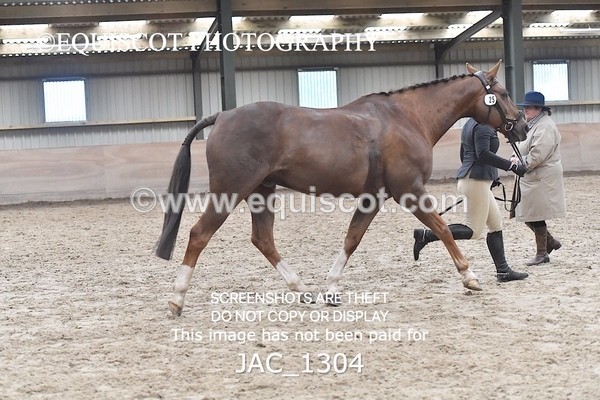 JAC_1304 - CLASS 8 BHS Scotland Riding Club Working Hunter Qualifier (1.00m)