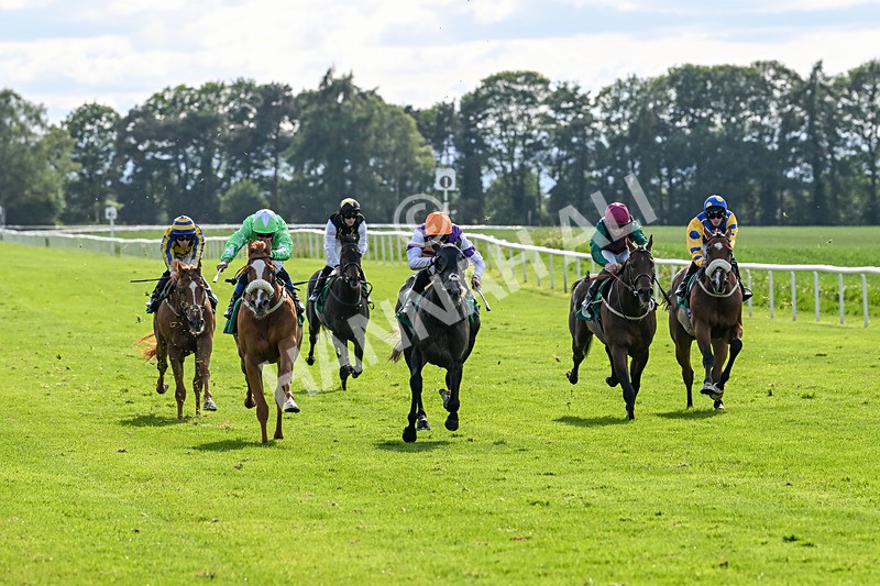 060625-Race 8-Arabian Cobra-5679 - Race 8