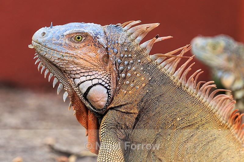 Green Iguana close, Costa Rica - REPTILES & AMPHIBIANS