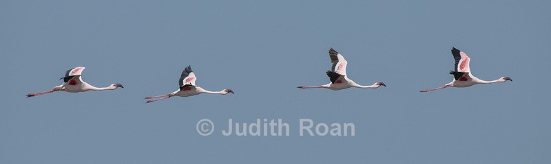 Lesser Flamingo in flight - Namibia 2022
