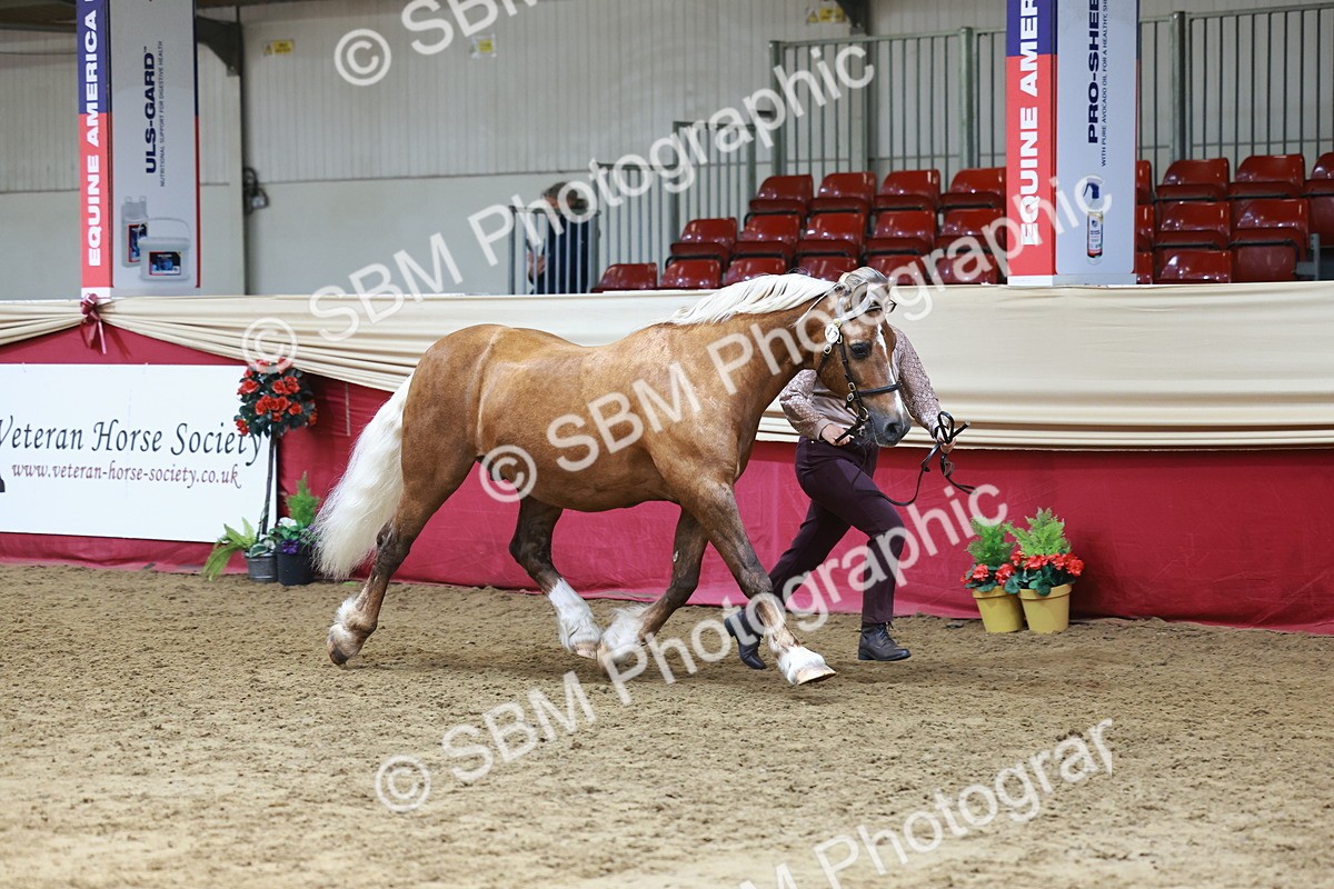 SBM_23205 - Class 903 - Supreme Final - IH Pre Vet