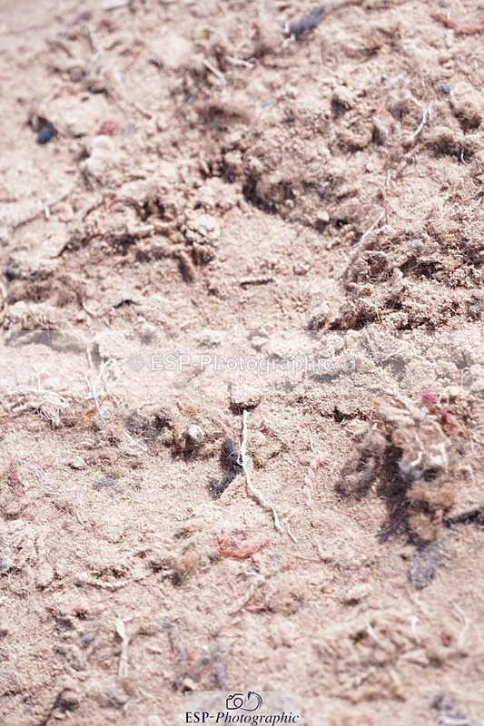 250628-160512-06326 - Cls 23 Pony Intro & 80cm Open