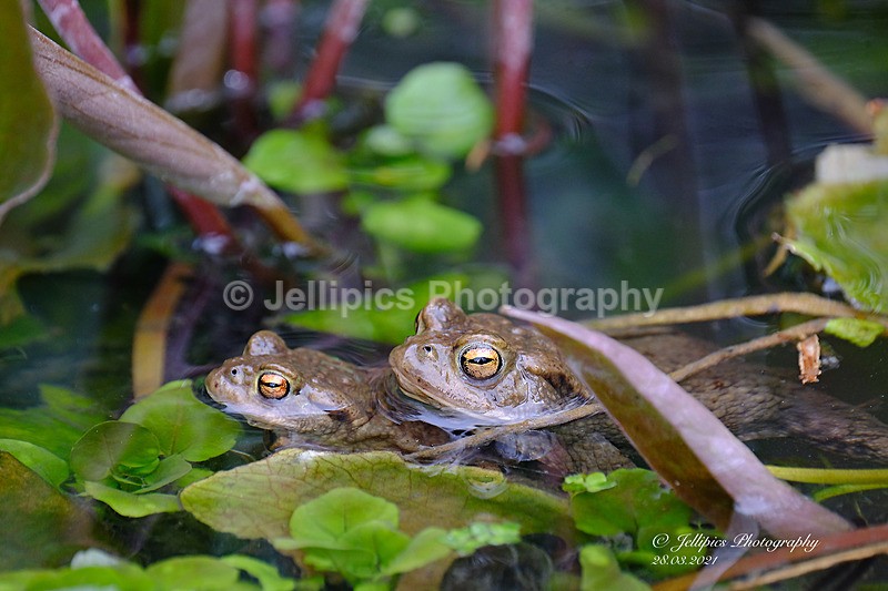  - Wildlife and Nature