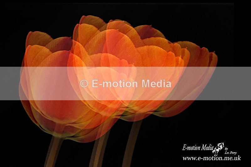 070420 -0221a - Nature