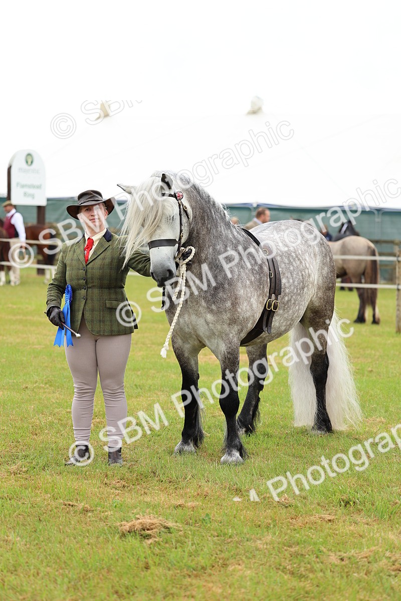 SBM_00573 - Class 58-67 - M&M Non Welsh Pony In hand