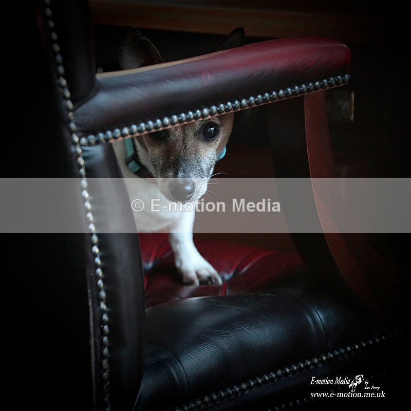 Archie 180223 287a - Dogs