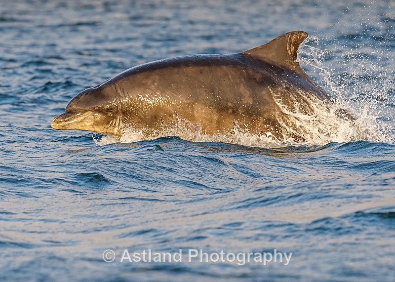Astland Photography, Bird and Wildlife Images, Susan and Peter Wilson, U.K.
