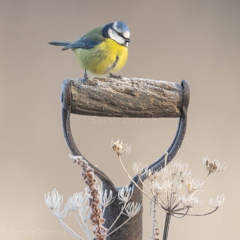 Garden Helper  SD2582 - Greeting Cards