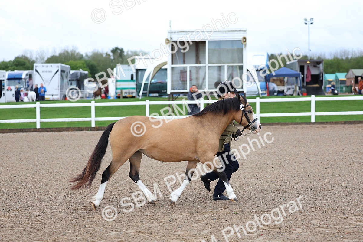 SBM_00243 - Class 13 - Young Handler