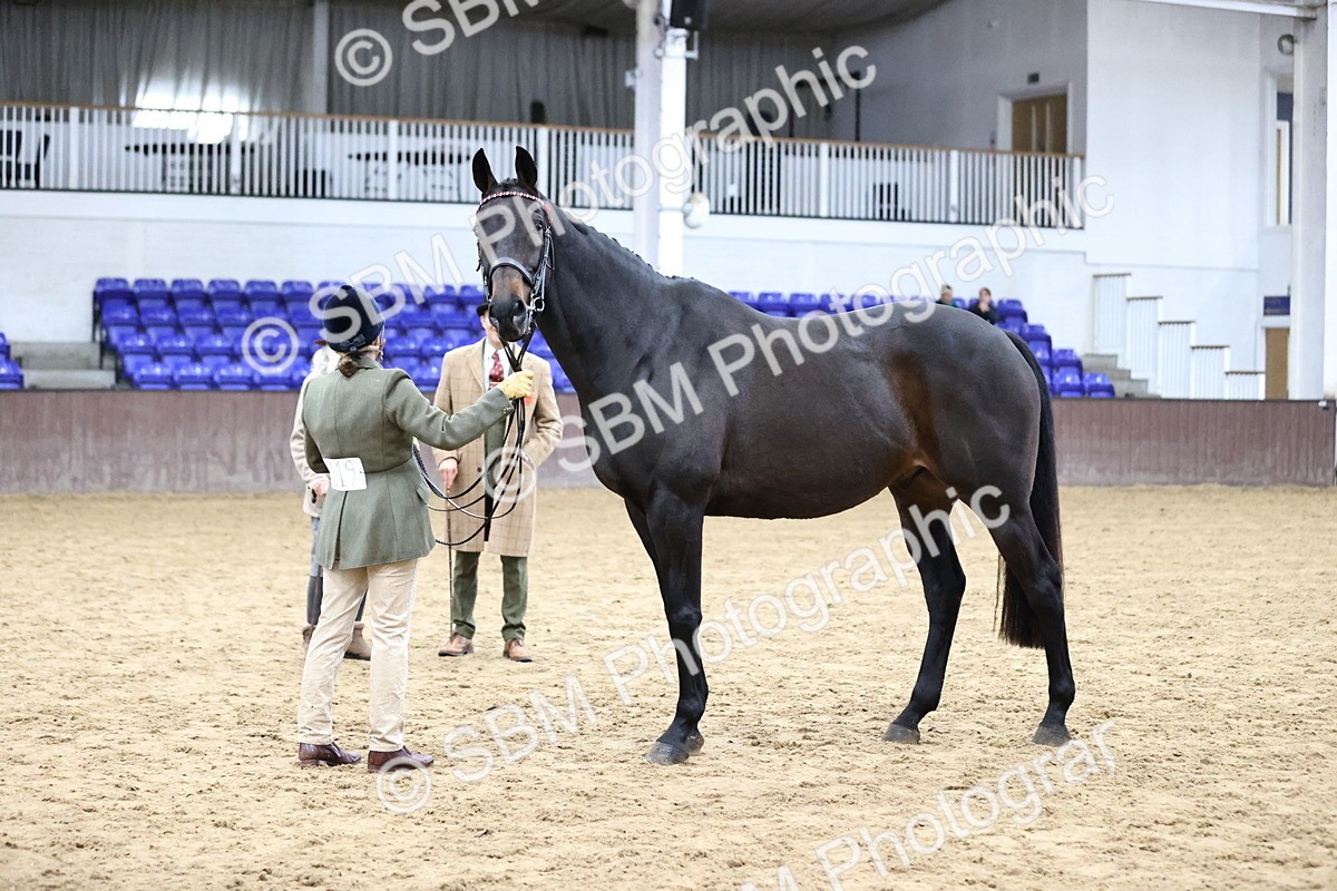 SBM_5759 - Class 3 - BSHA In Hand Show Hunter