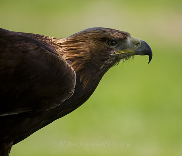 GOLDEN EAGLE (ref GE 01/11) - GOLDEN EAGLES