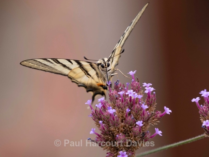 Scarce Swallowtail (Iphiclides podalirius) - Insects, Spiders and other Animals